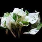 marble queen pothos care