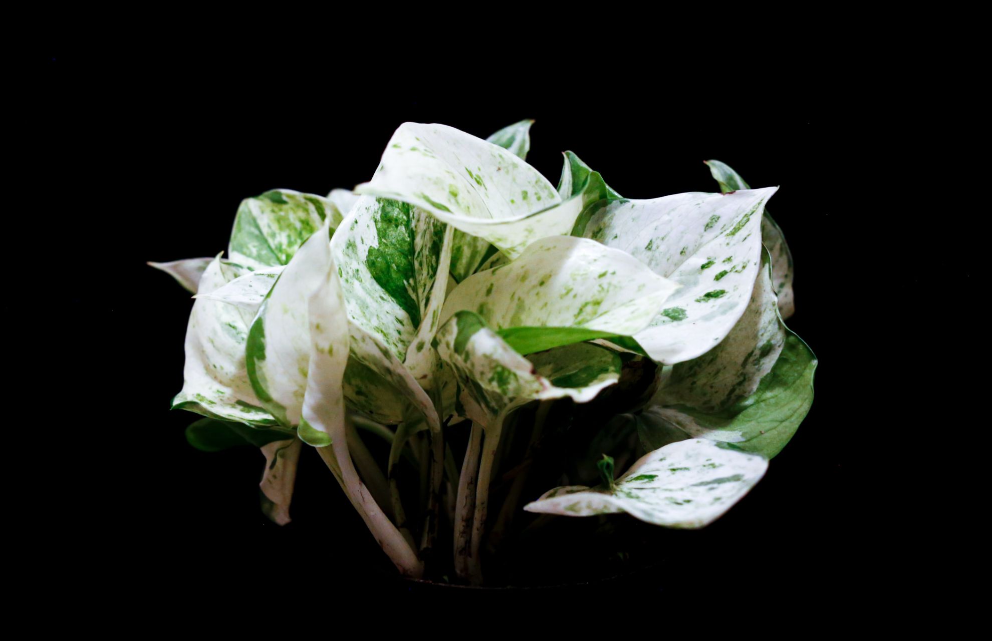 marble queen pothos care