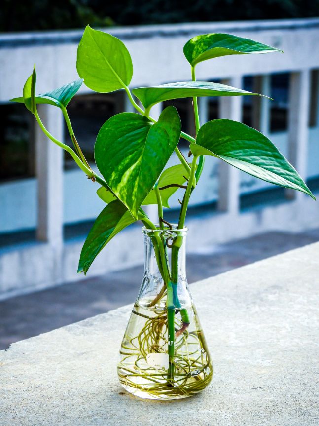 propagate pothos in water