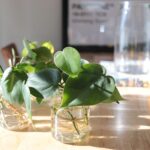 propagate pothos in water