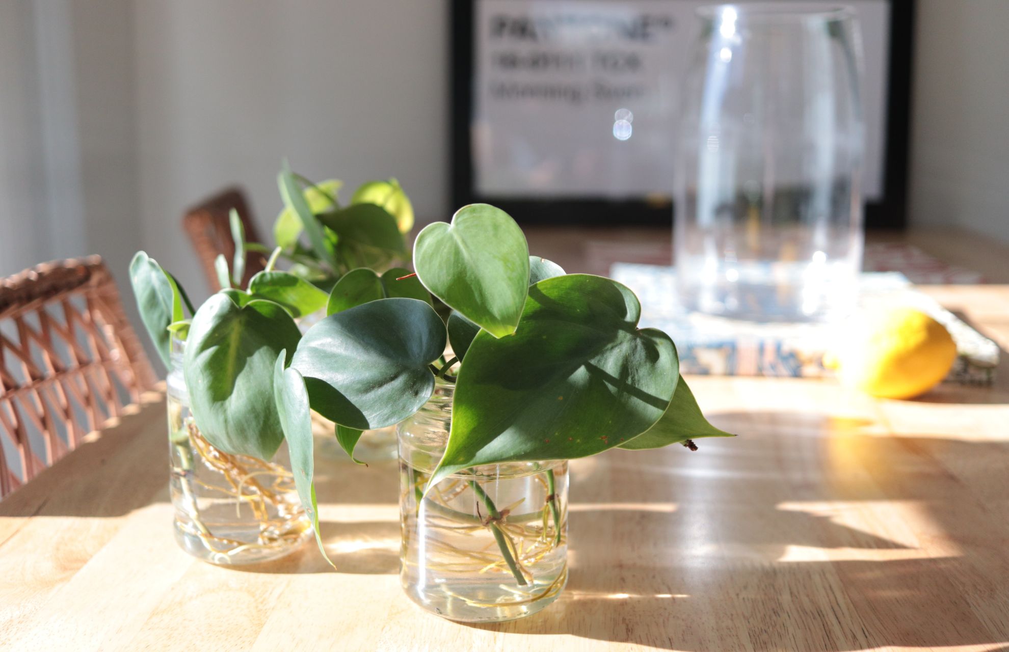 propagate pothos in water