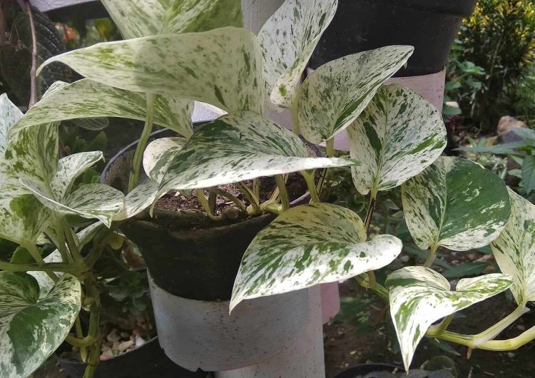 marble queen pothos care