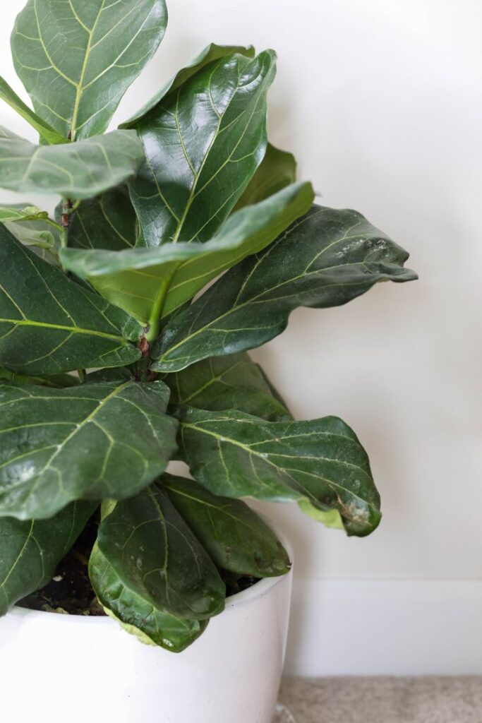 Fiddle Leaf Fig