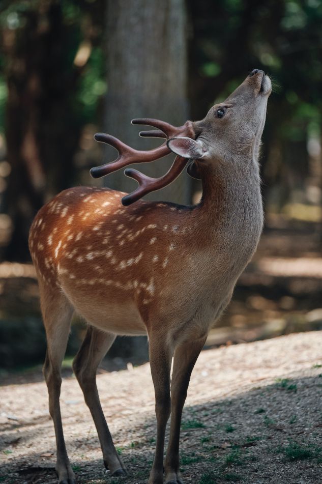 Do Deer Eat the Peonies 