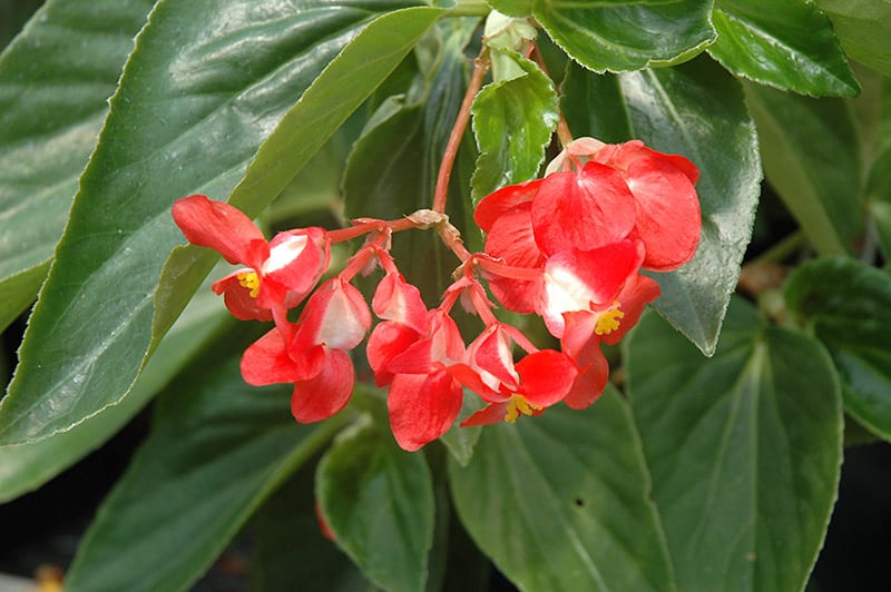 Dragon Wing Begonias