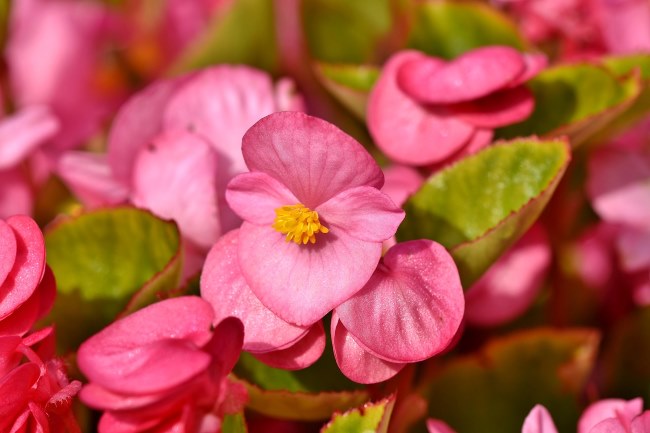 Wax Begonias