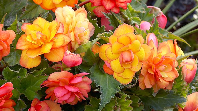 Tuberous Begonias