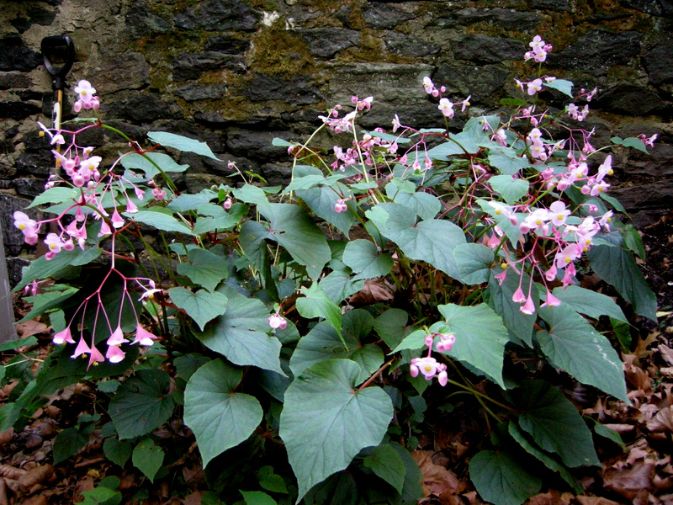 Hardy Begonias