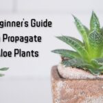 A Beginner's Guide to Propagate Aloe Plants