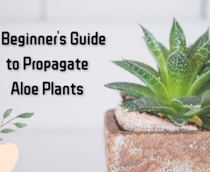 A Beginner's Guide to Propagate Aloe Plants