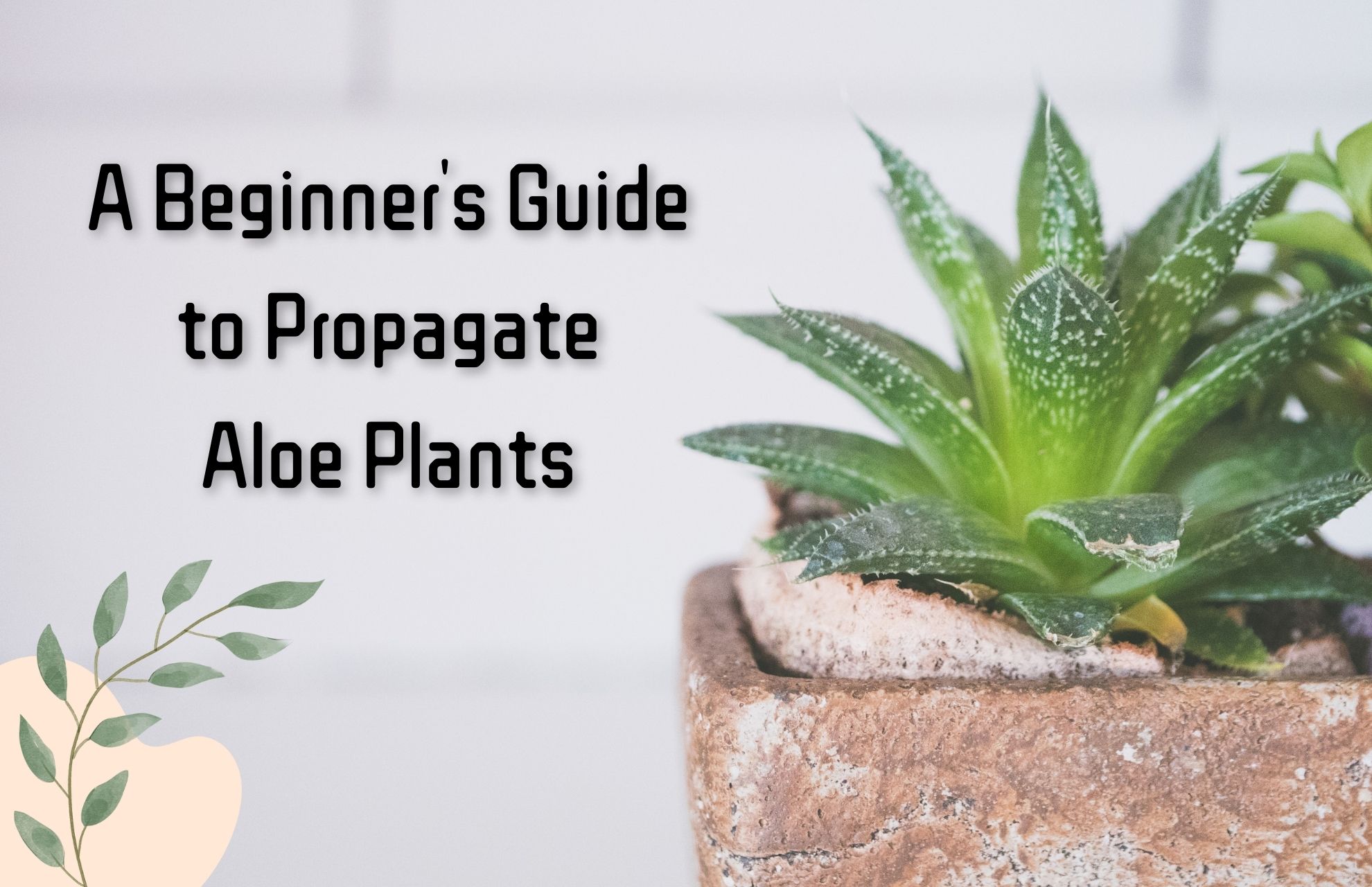 A Beginner's Guide to Propagate Aloe Plants