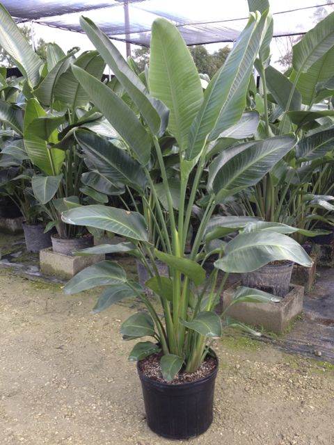 birds of paradise watering