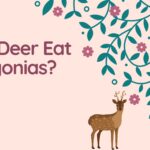 Do Deer Eat Begonias