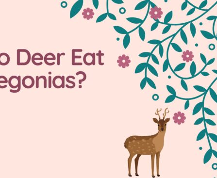 Do Deer Eat Begonias