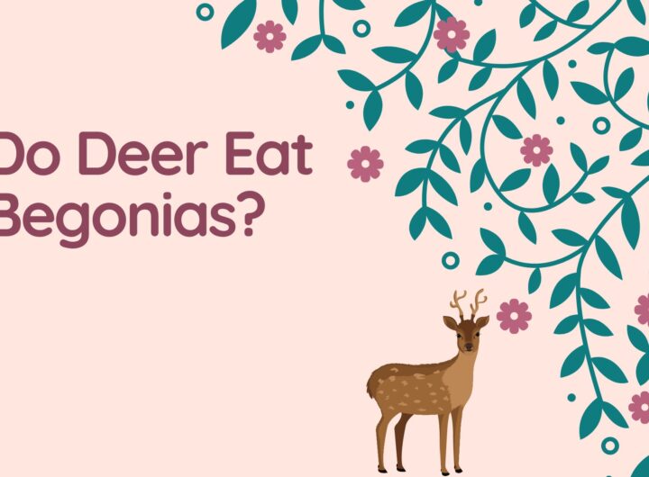 Do Deer Eat Begonias