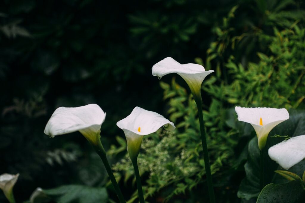 Do Deer Eat Calla Lilly