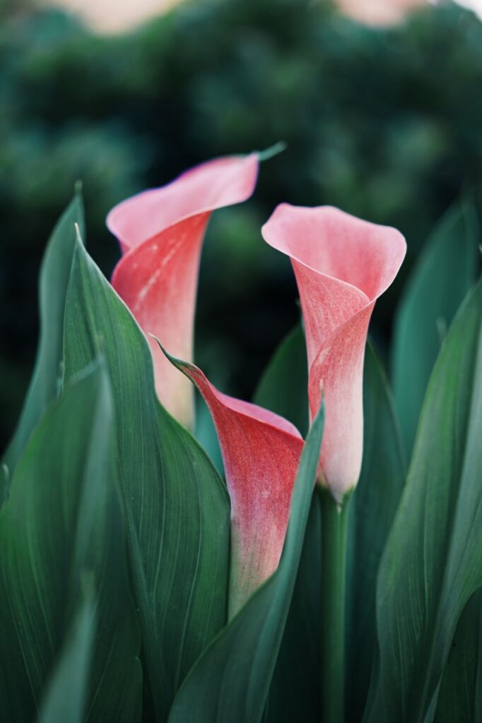 Do Deer Eat Calla Lilly