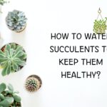 how to water succulents