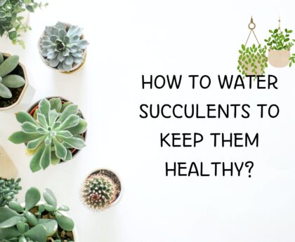 how to water succulents