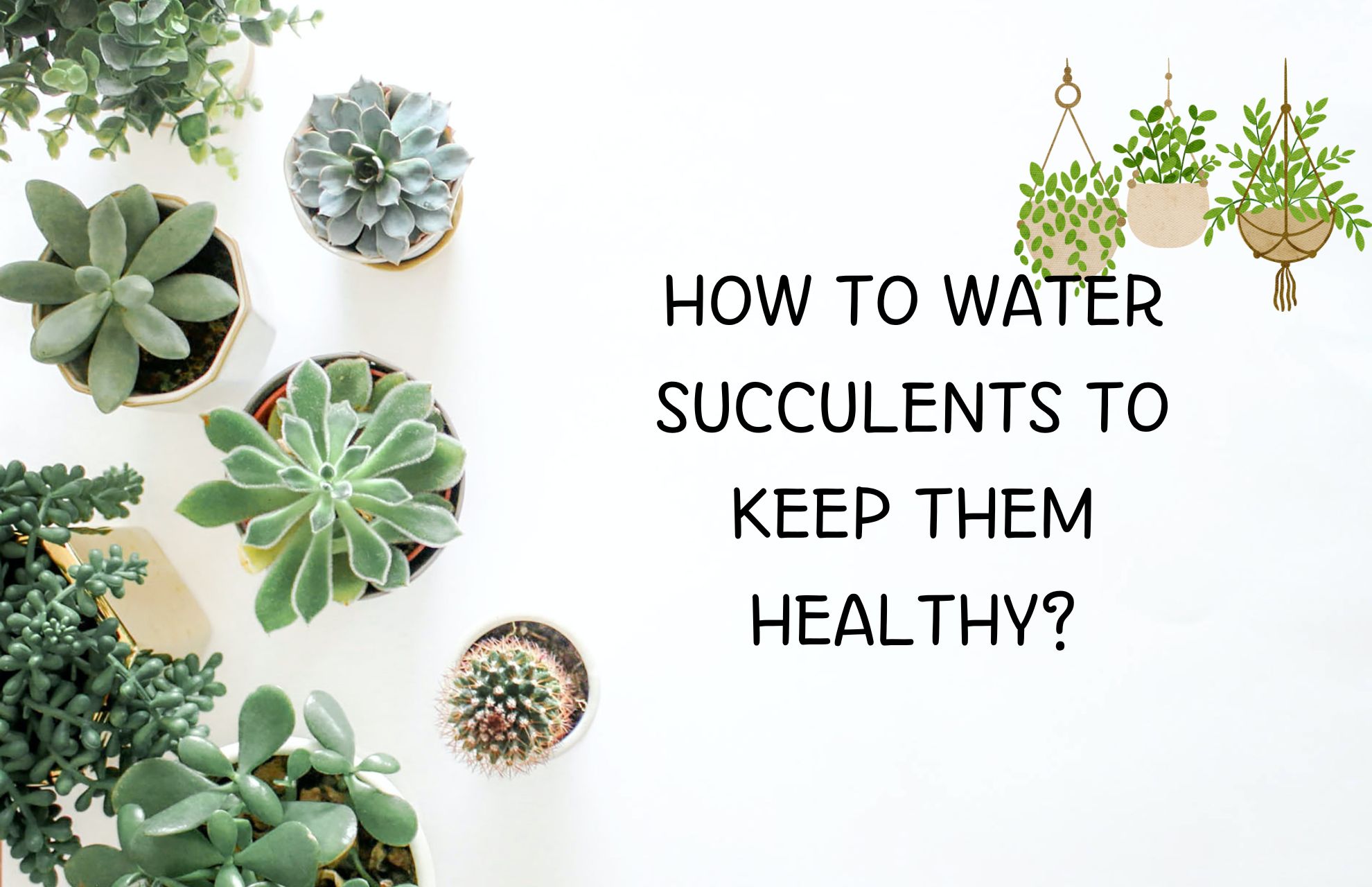how to water succulents