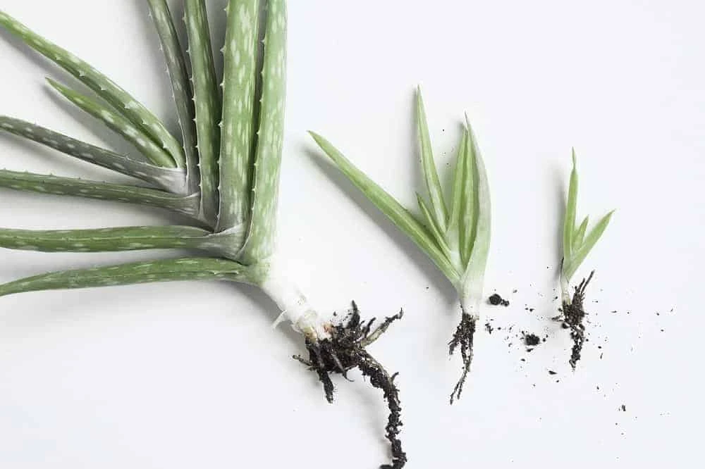 A Beginner's Guide to Propagate Aloe Plants