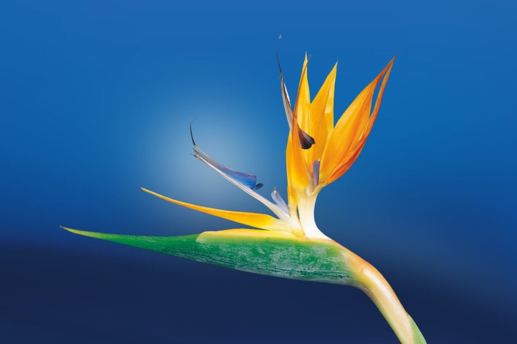 birds of paradise watering