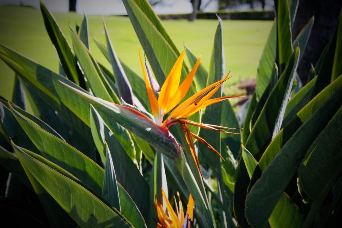 birds of paradise watering