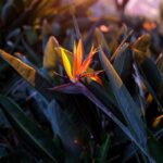 birds of paradise watering