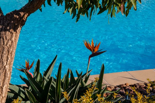 birds of paradise watering