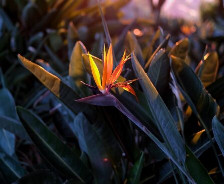 birds of paradise watering