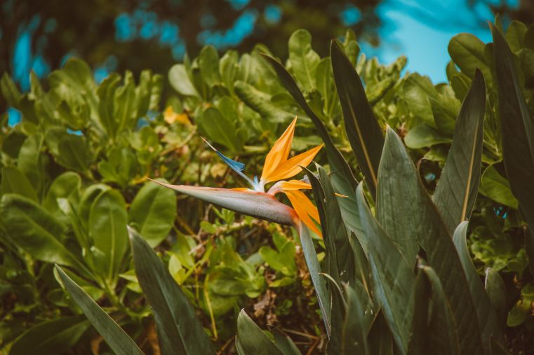 birds of paradise watering