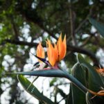how to care for birds of paradise