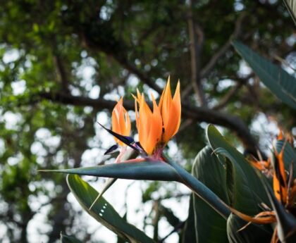 how to care for birds of paradise