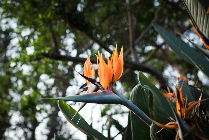 how to care for birds of paradise
