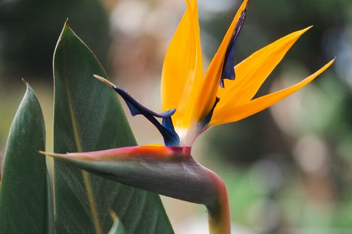 how to care for birds of paradise