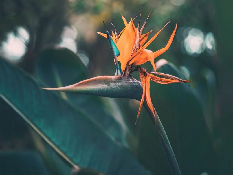 how to care for birds of paradise