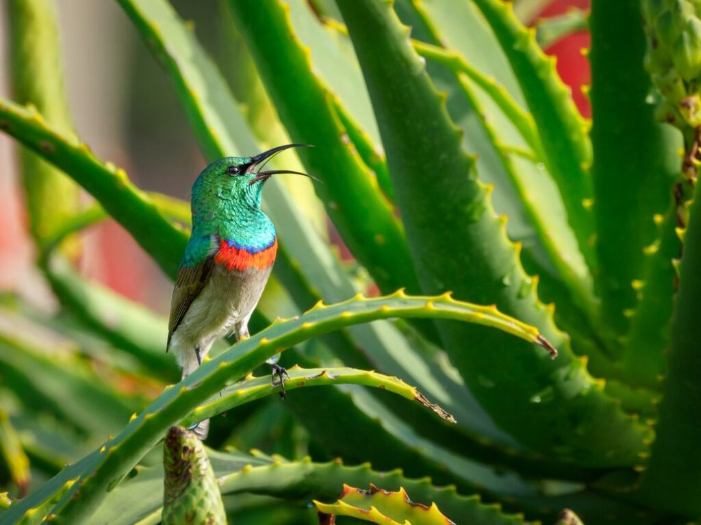 how to cut aloe vera plant