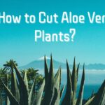 how to cut aloe vera plant