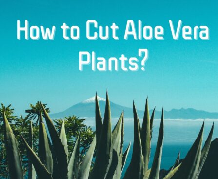 how to cut aloe vera plant