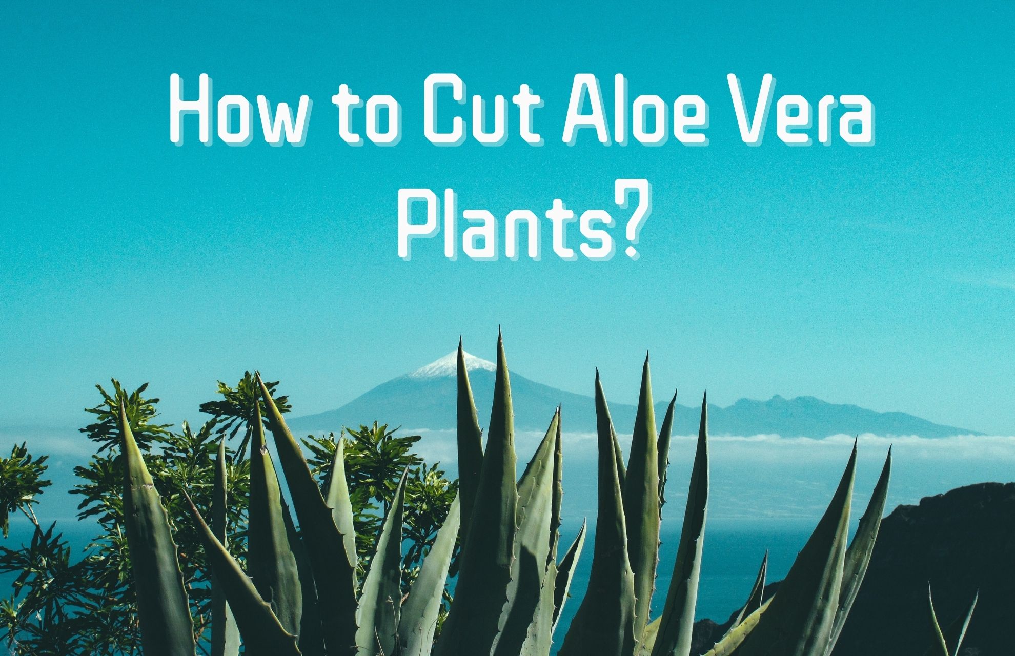 how to cut aloe vera plant