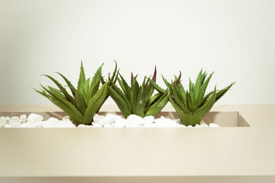 A Beginner's Guide to Propagate Aloe Plants