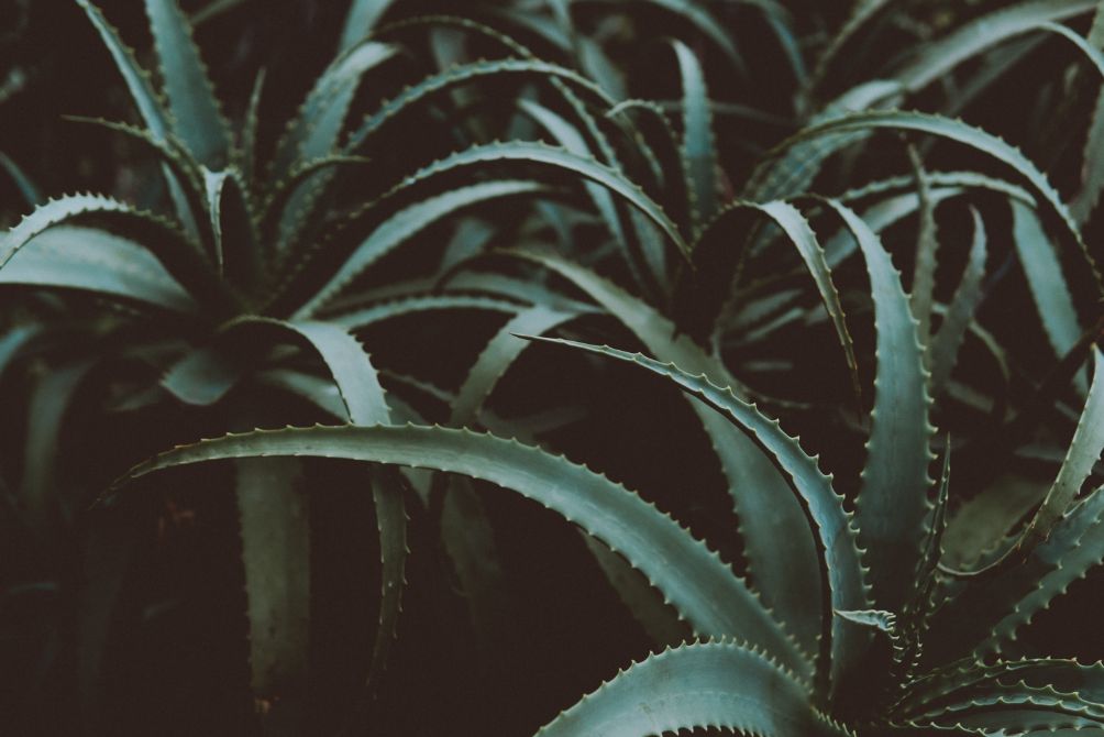 A Beginner's Guide to Propagate Aloe Plants