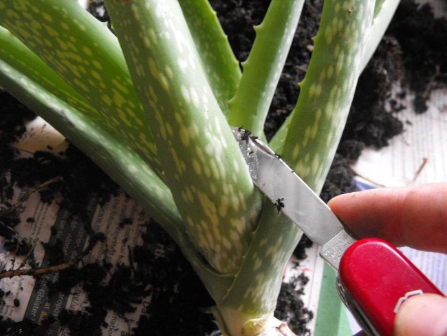 A Beginner's Guide to Propagate Aloe Plants
