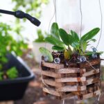 how-to-repot-orchids