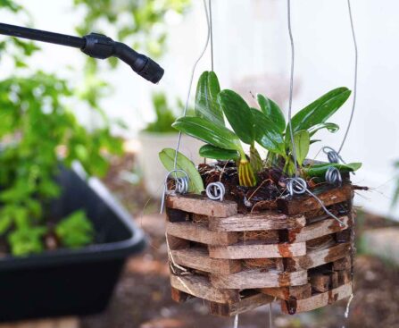 how-to-repot-orchids