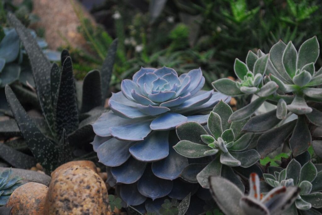 how to water succulents