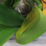 orchid leaf turning yellow