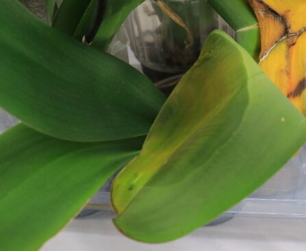 orchid leaf turning yellow