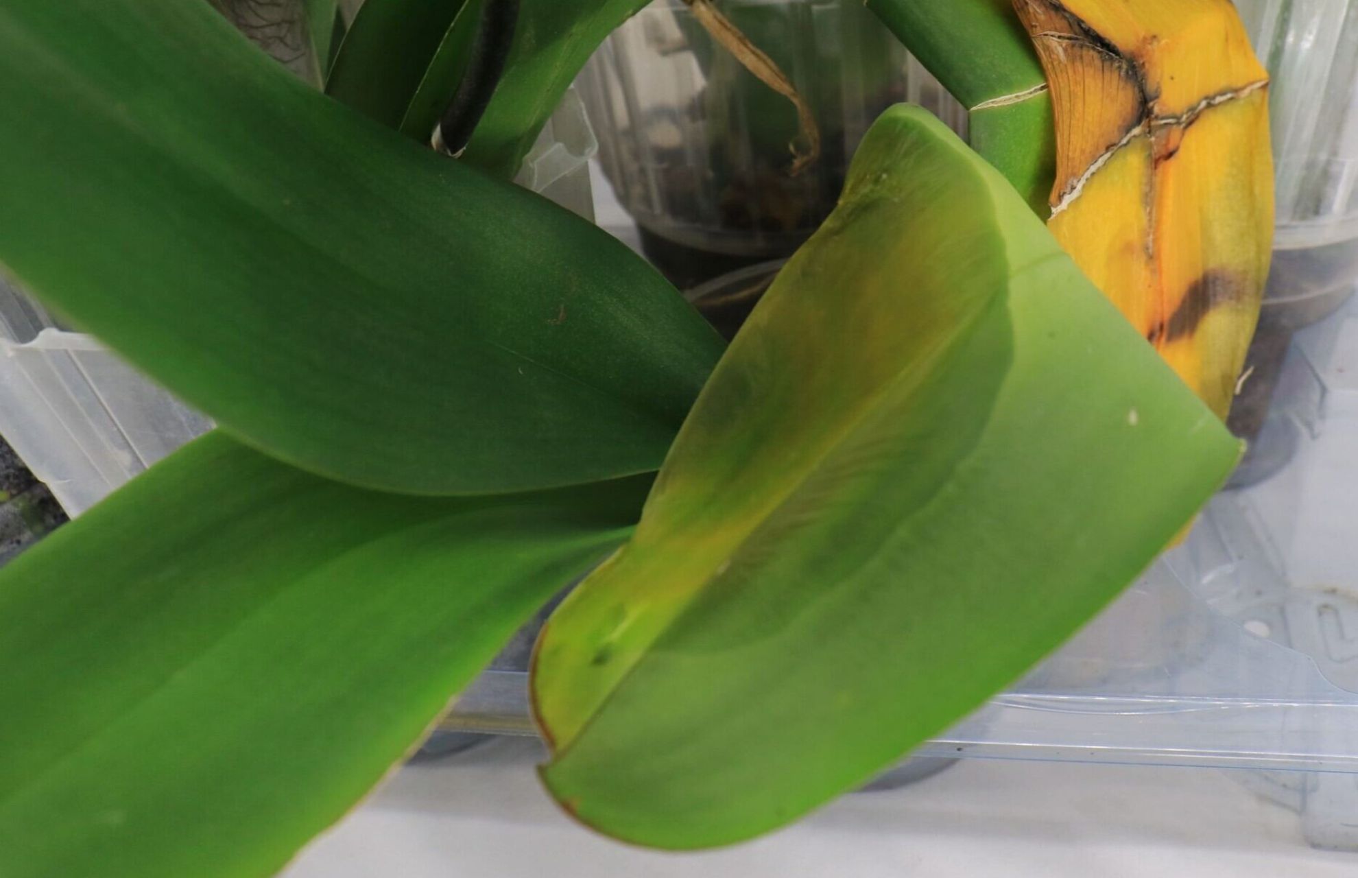 orchid leaf turning yellow