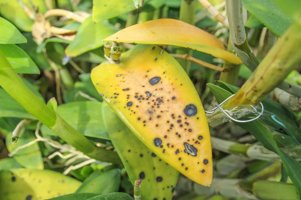 orchid leaf turning yellow